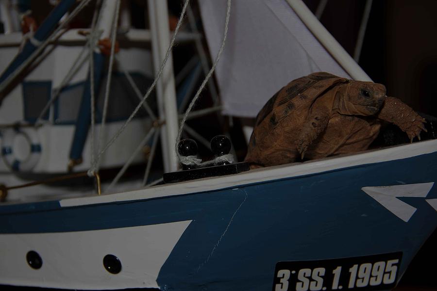 Sailing Turtle Pyrography by Jose K Pixels
