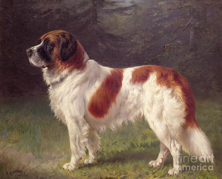 Dog Painting - Saint Bernard by Heinrich Sperling