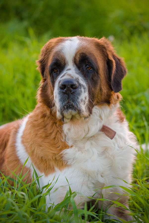 Saint Bernard Photograph by Mark Perelmuter - Fine Art America