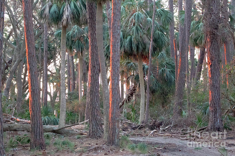 Saint Helena Palms Photograph by Robert Loe