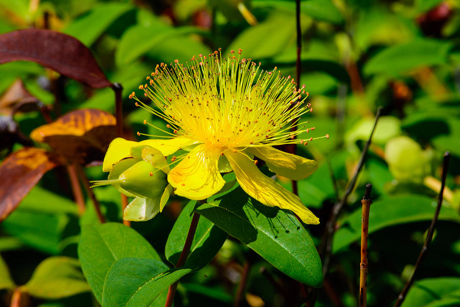 Saint Johns Wort Blossom Photograph by Tikvahs Hope