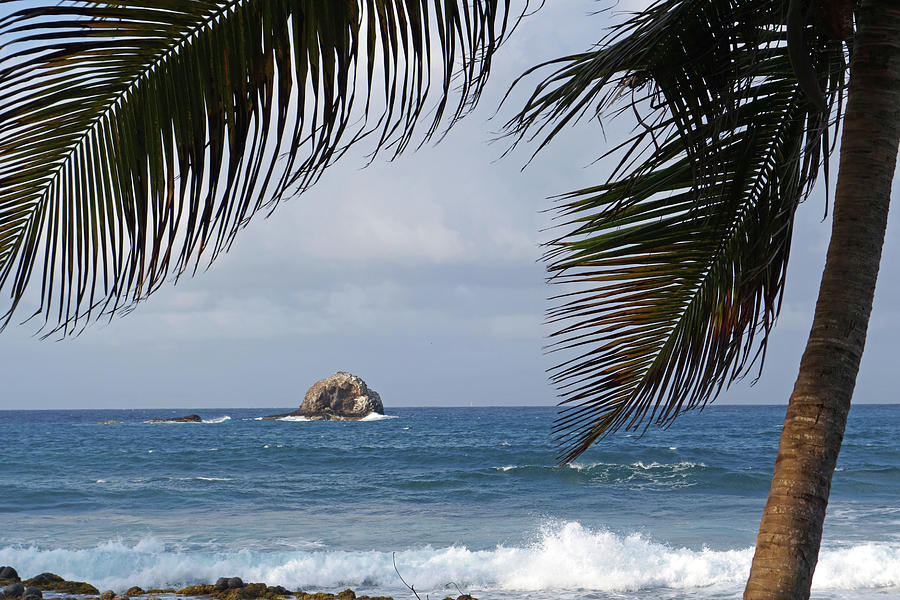 Saint Lucia Palm Tree Small Rock Caribbean Flowing Photograph by Toby McGuire