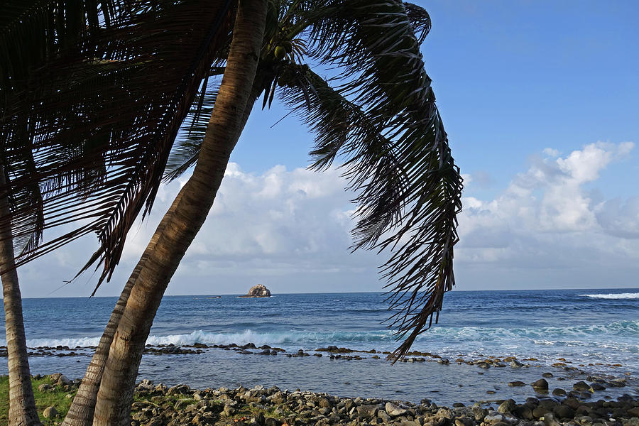 Saint Lucia Palm Tree Small Rock Caribbean Photograph by Toby McGuire