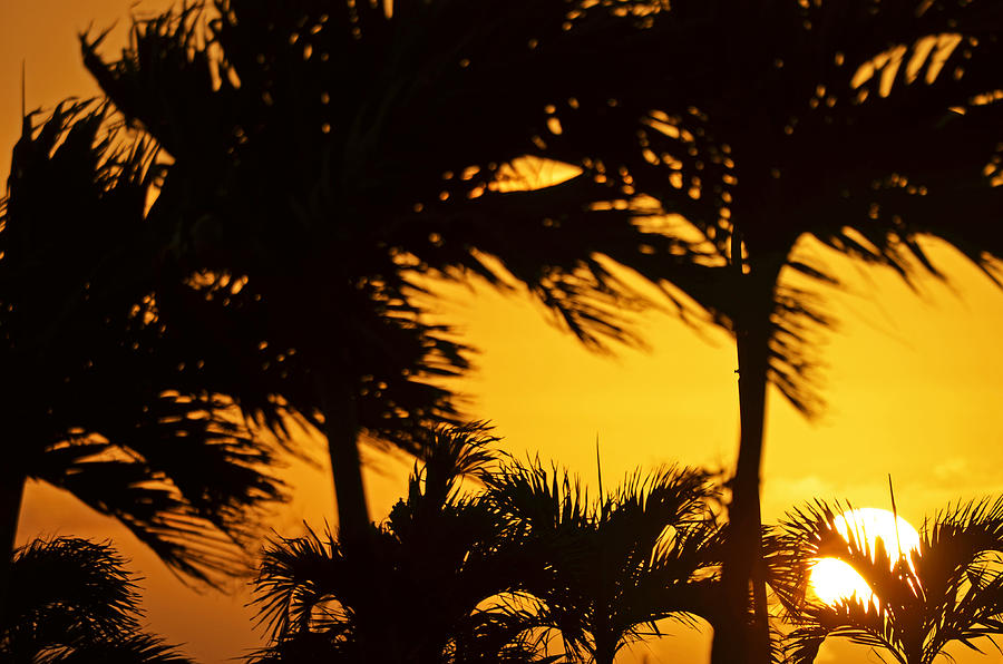 Sunset Photograph - Saint Martin Sunset through the palm trees by Toby McGuire
