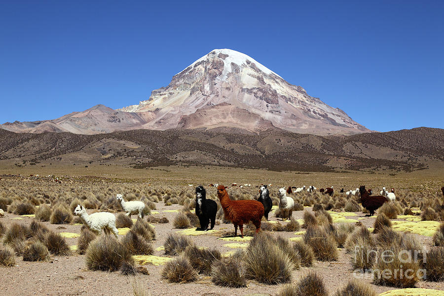 Sajama Volcano and Alpacas Bolivia Photograph by James Brunker