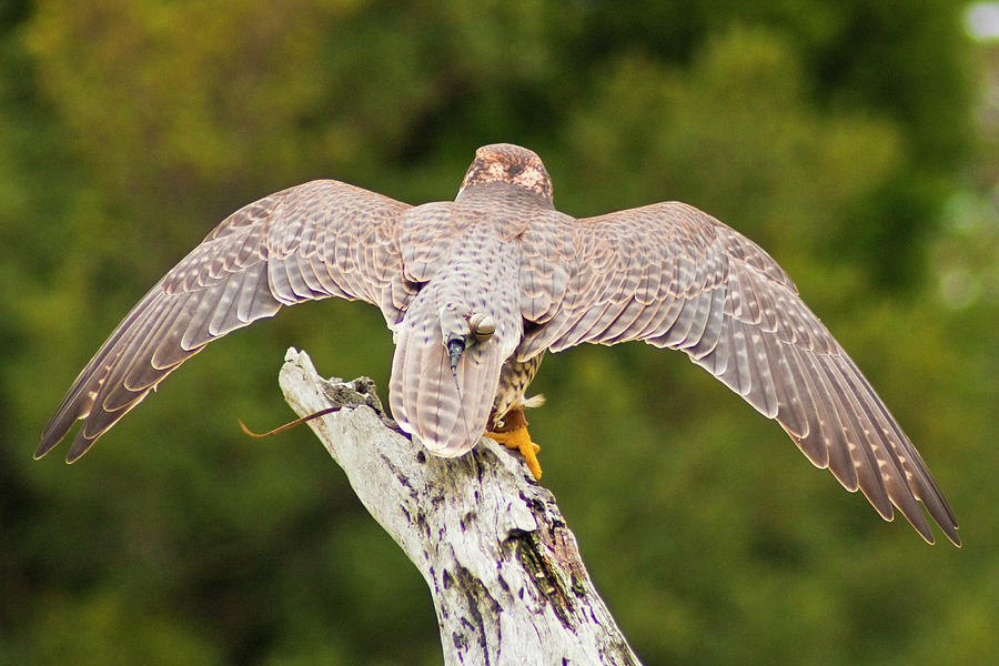 Saker Falcon Photograph by Bill Barber