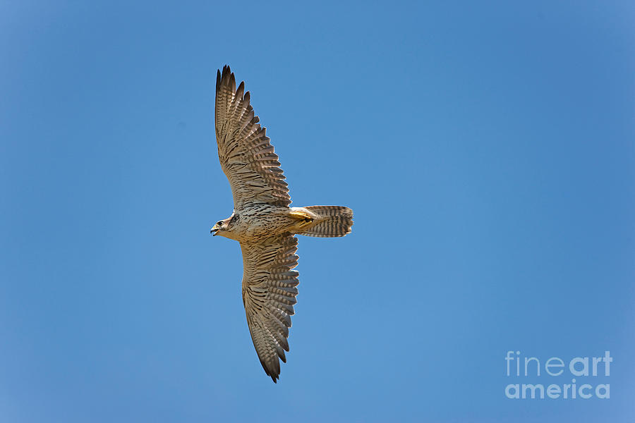 Saker Falcon Falco Cherrug Photograph by Gerard Lacz - Fine Art America