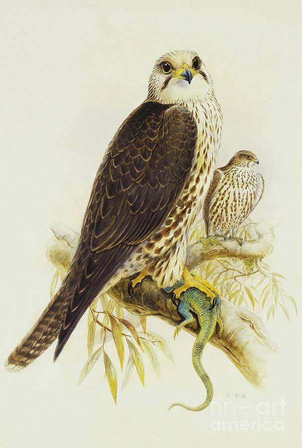 Saker Falcon Painting by Joseph Wolf