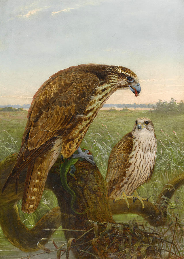 Saker Falcons Painting by Joseph Wolf