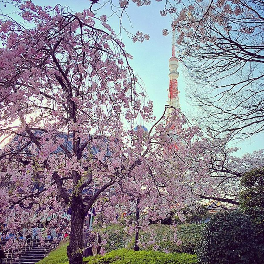 Cherryblossom Photograph - #sakura ( #桜 ) At Zojoji (増上寺) by Kenichi Iwai