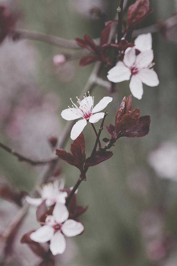 Sakura #098 Photograph by Desmond Manny