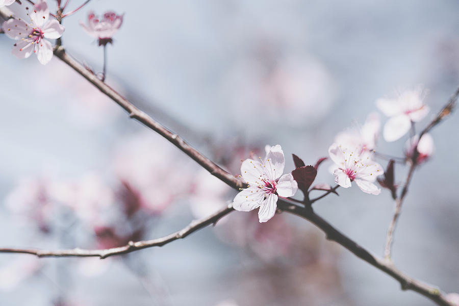 Sakura #189 Photograph by Desmond Manny