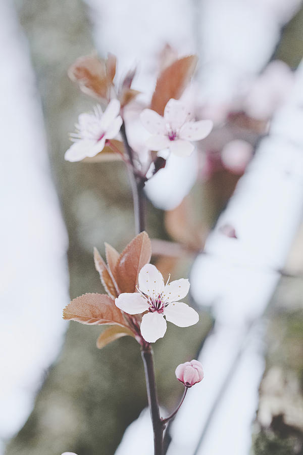Sakura #234 Photograph by Desmond Manny