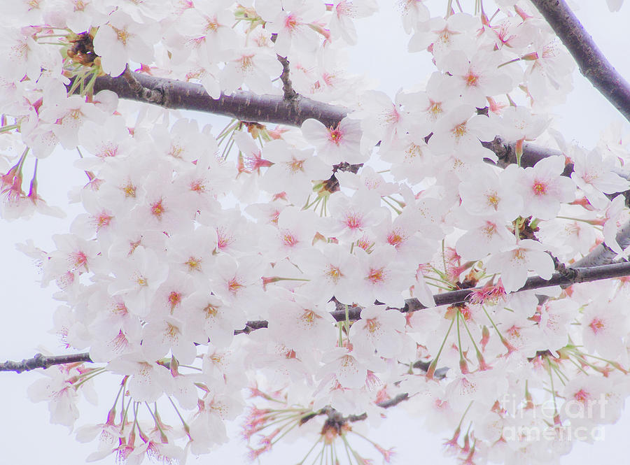 Sakura Photograph