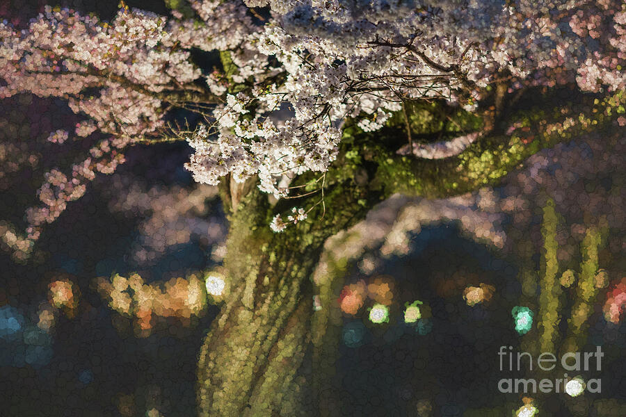 Spring Photograph - Sakura at Night by Eva Lechner