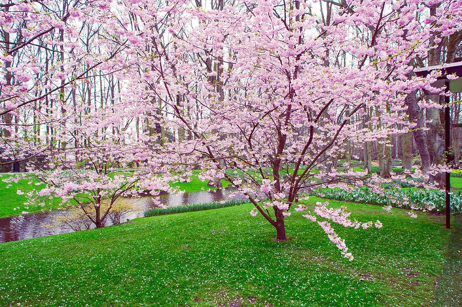 Spring Photograph - Sakura Bloom in Keukenhof Garden by Jenny Rainbow