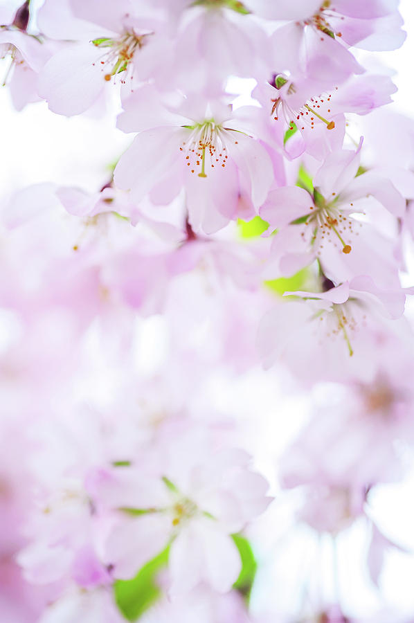 Sakura Bloom Romance. Spring Pastels Photograph by Jenny Rainbow