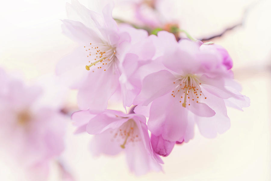 Sakura Bloom. 
