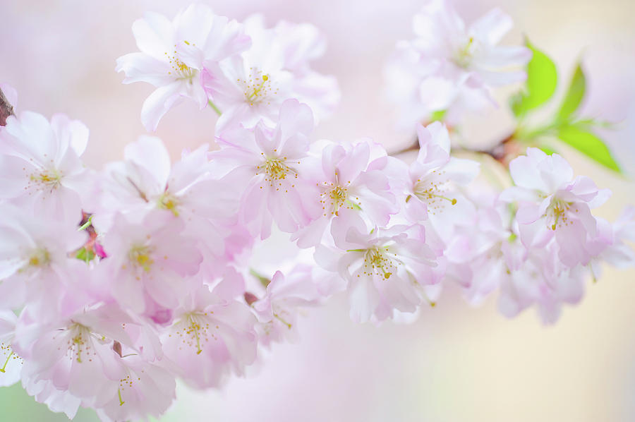 Sakura Blossom Photograph by Jenny Rainbow