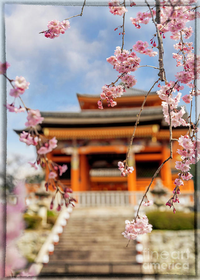 Sakura Blossoms at Kiyomizudera Photograph by Karen Jorstad