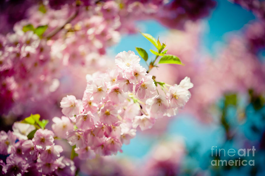 Sakura Blossoms Pink Cherry Artmif.lv Photograph by Raimond Klavins