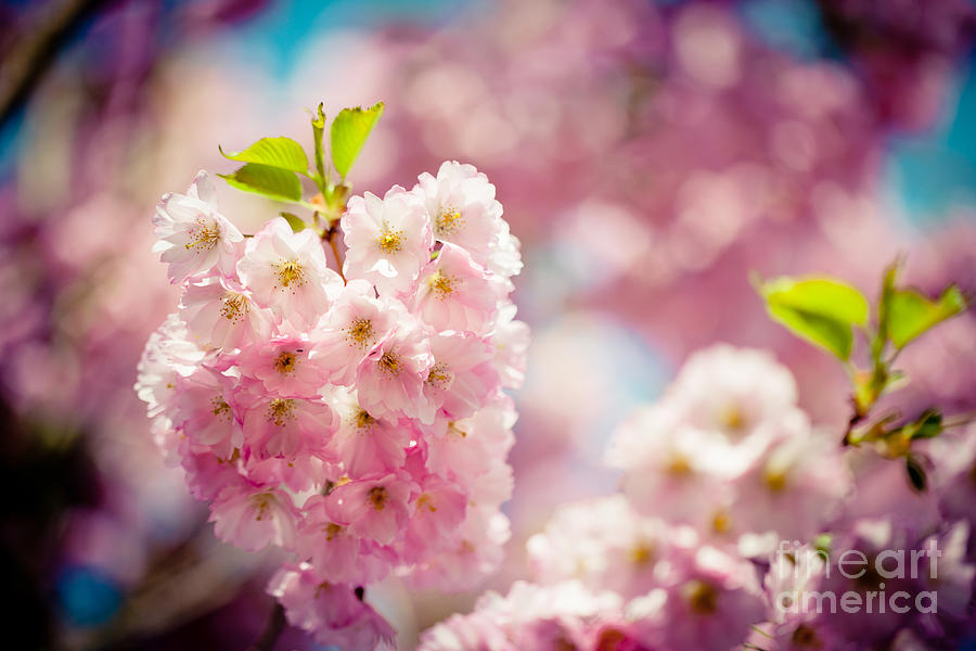Sakura Blossoms Pink Cherry  Photograph by Raimond Klavins