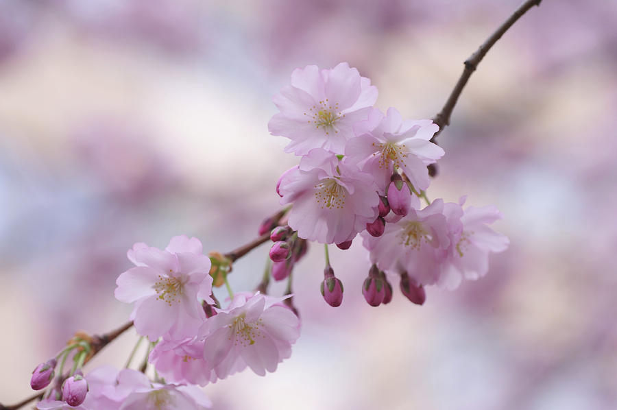 Sakura Branch. Spring Pastels Photograph by Jenny Rainbow