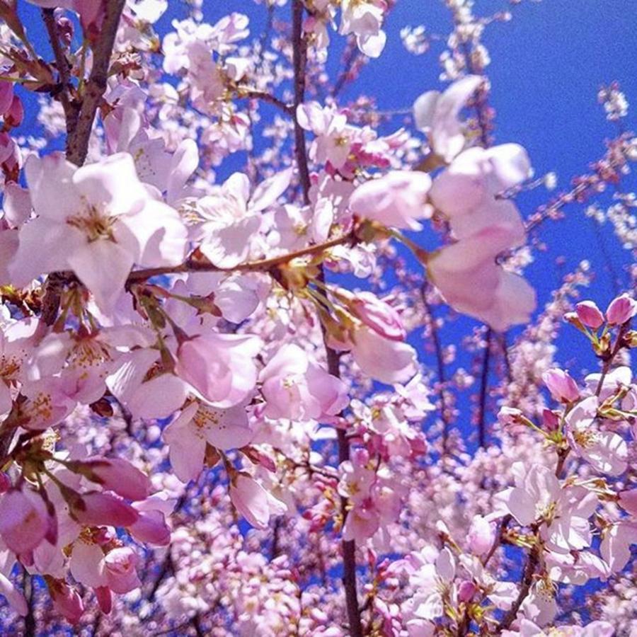 Nature Photograph - #sakura #branchbrookpark #cherryblossom by Yoko Noma
