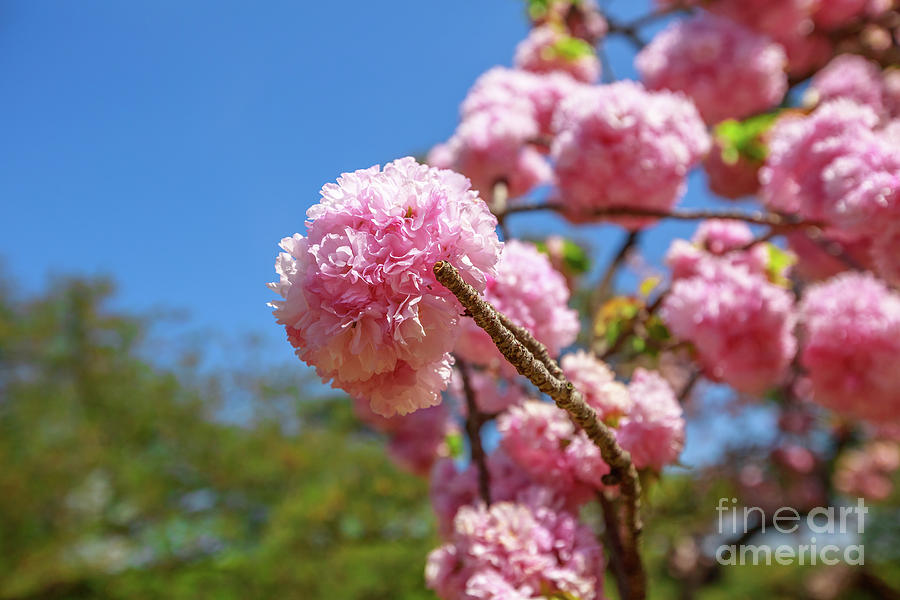 Sakura Cherry Blossom Photograph by Benny Marty
