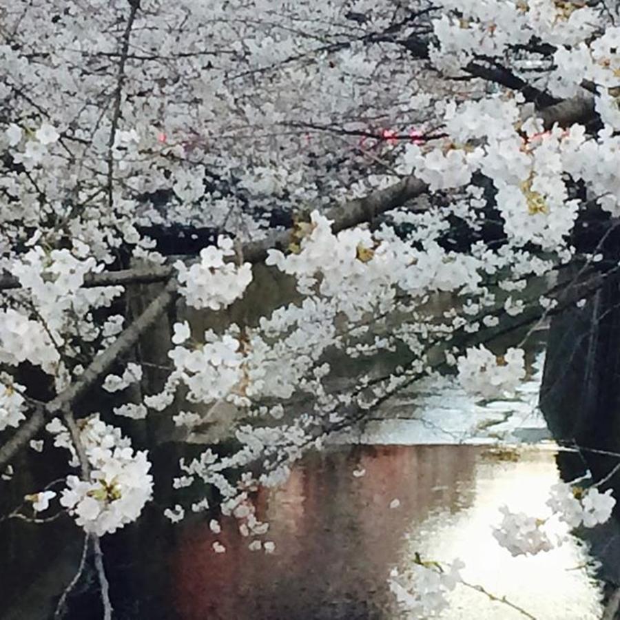 Spring Photograph - #sakura #cherryblossom #japan #spring by Emk T