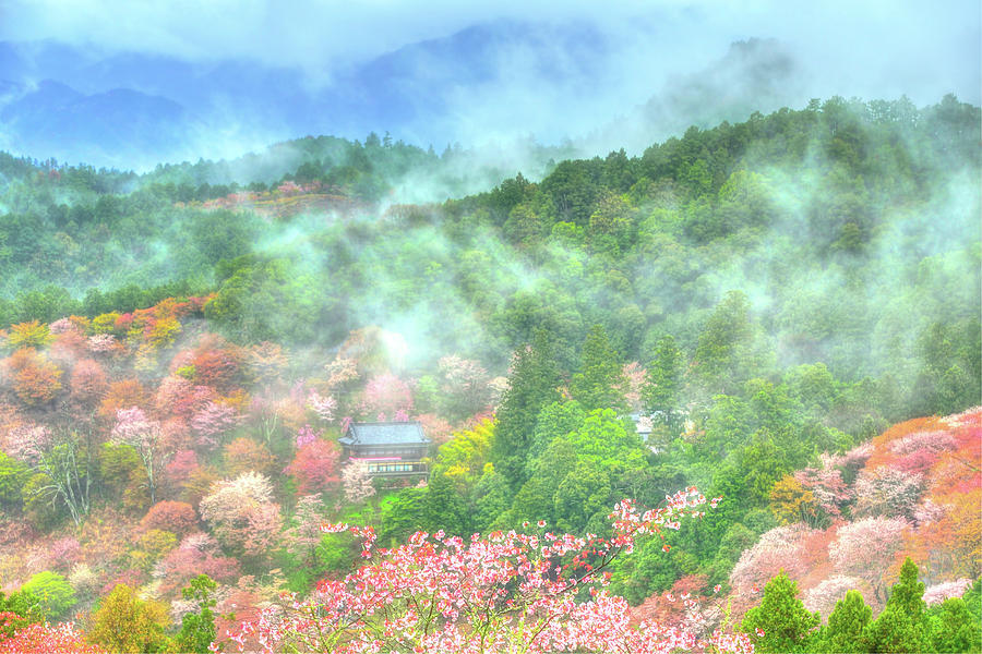 Sakura Dreams Photograph by Midori Chan