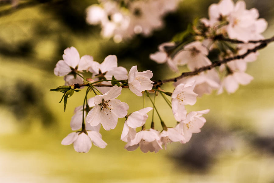 Sakura Photograph by Edward Kreis