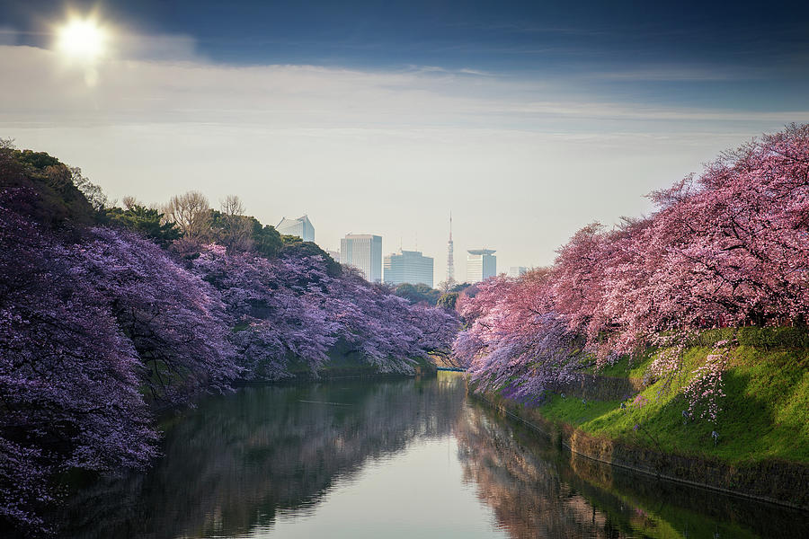 sakura flower and tokyo city, Japan Photograph by Anek Suwannaphoom