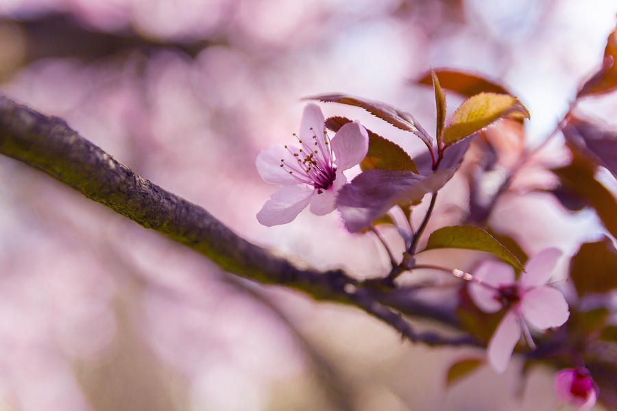 Spring Photograph - Sakura flowers by Thubakabra