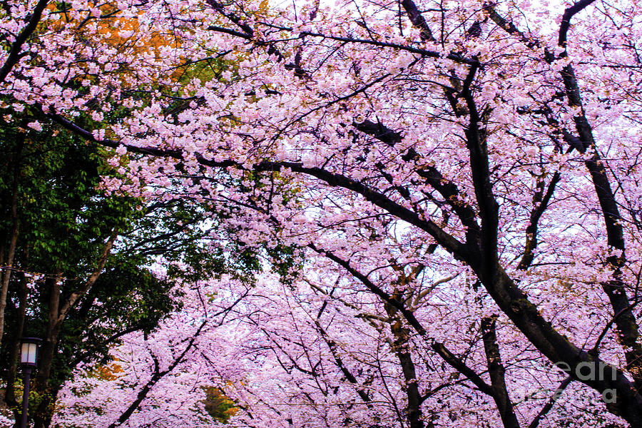 Sakura Photograph by HELGE Art Gallery