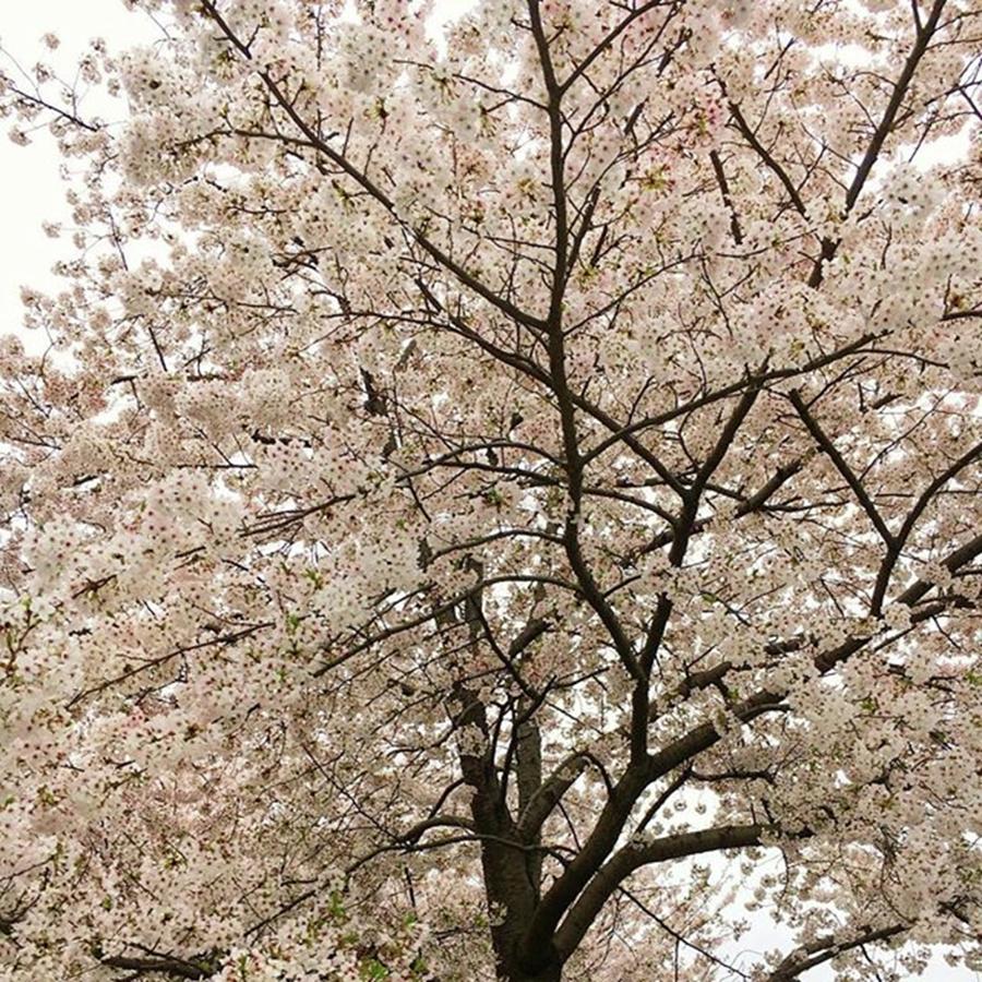 Flower Photograph - Sakura In Full Bloom by Ippei Uchida