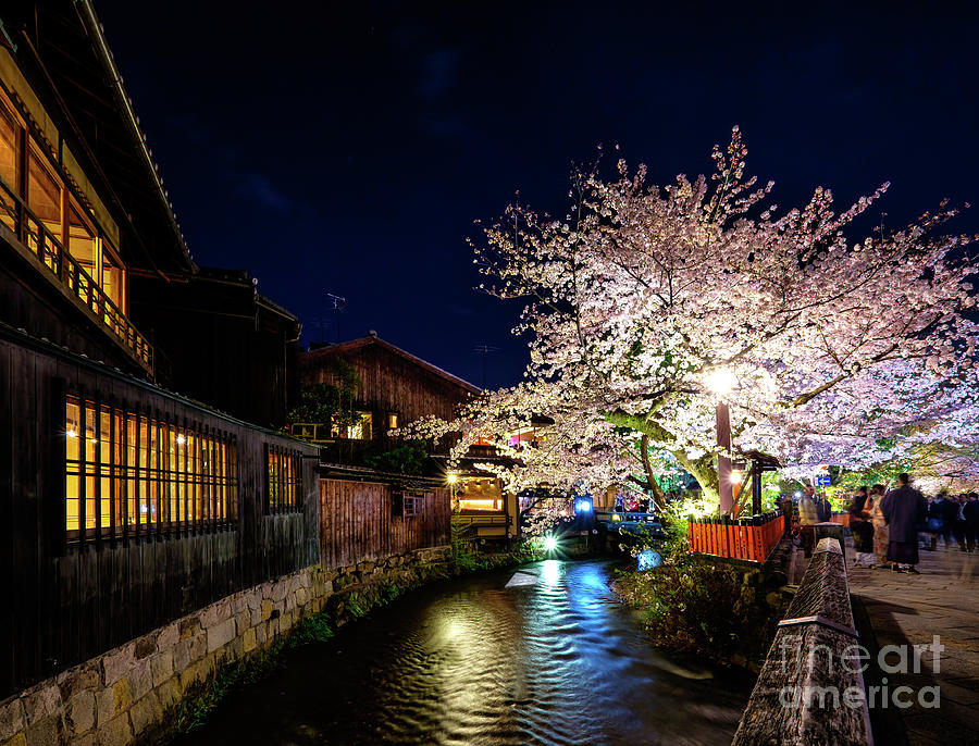 Sakura In Kyoto Photograph