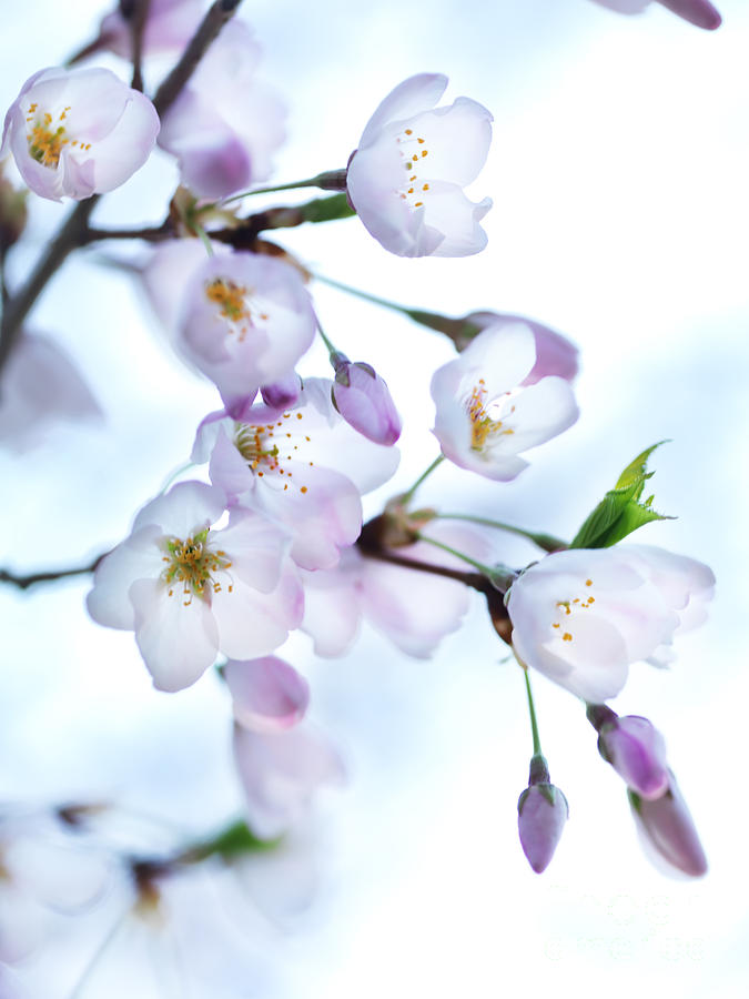 Sakura Japanese cherry blossom Photograph by Maxim Images Exquisite Prints