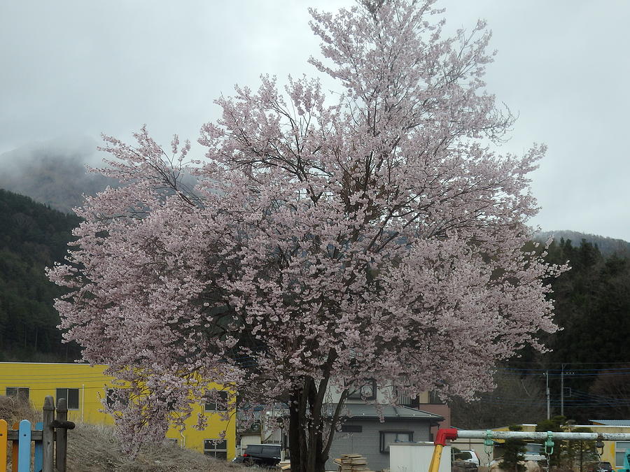 Flowers Still Life Photograph - Sakura, Japans ephemeral also beautiful flowers by Kanna Fairy