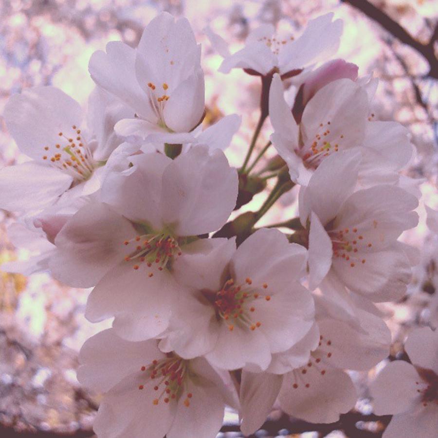 Spring Photograph - Sakuraドアップス by Nori Strong