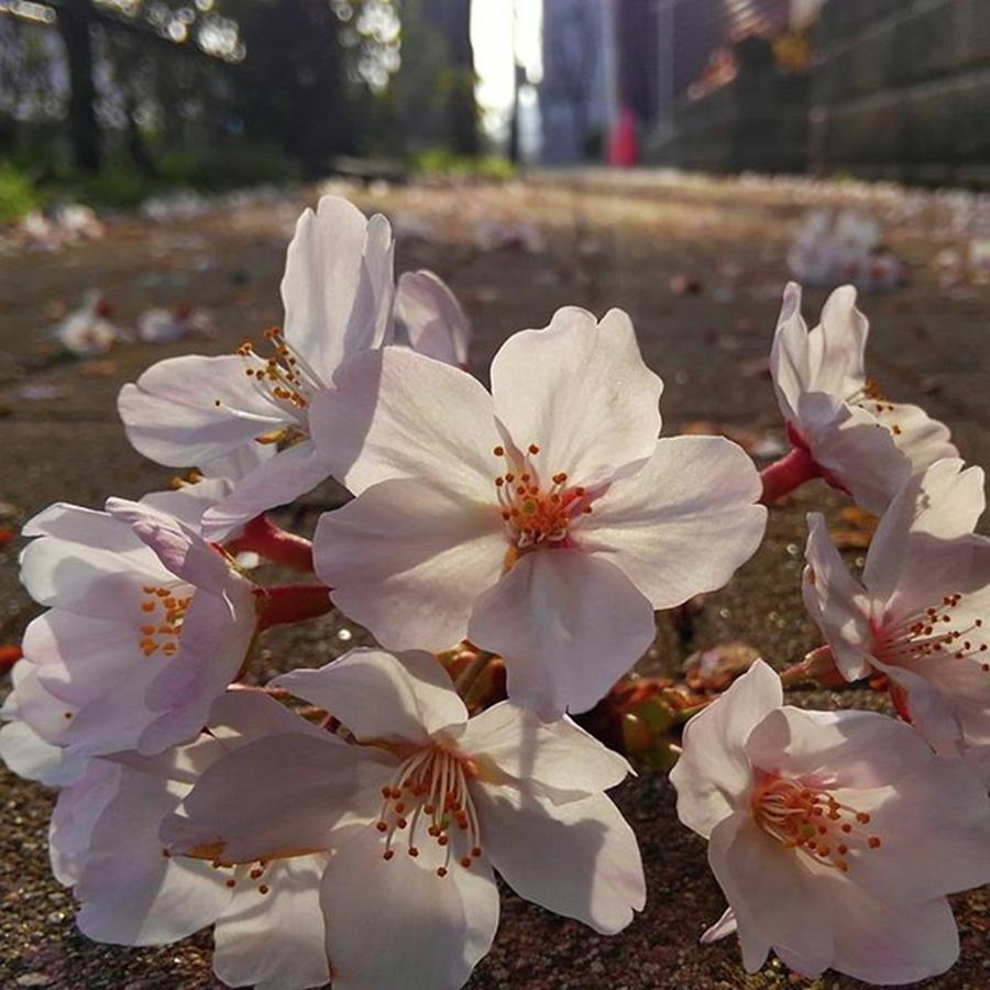 Sakura Photograph - Sakura On The Street 
#sakura by Nori Strong