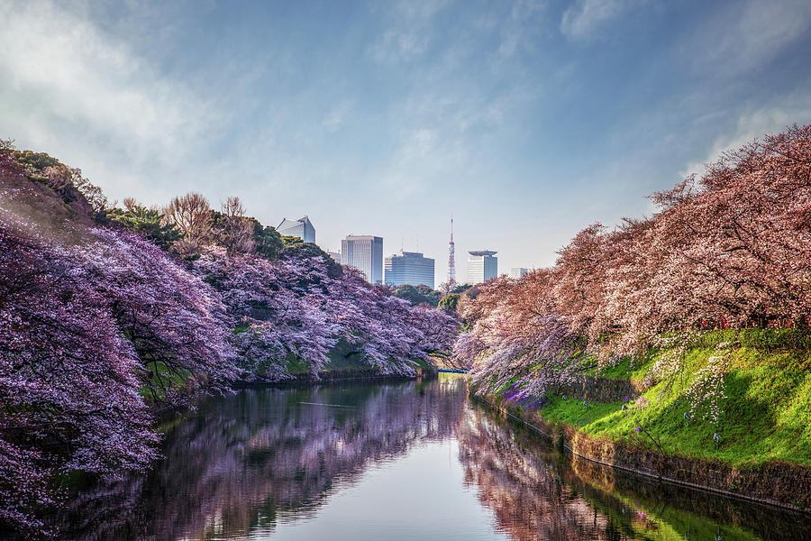 Sakura or cherry blossom park Photograph by Anek Suwannaphoom