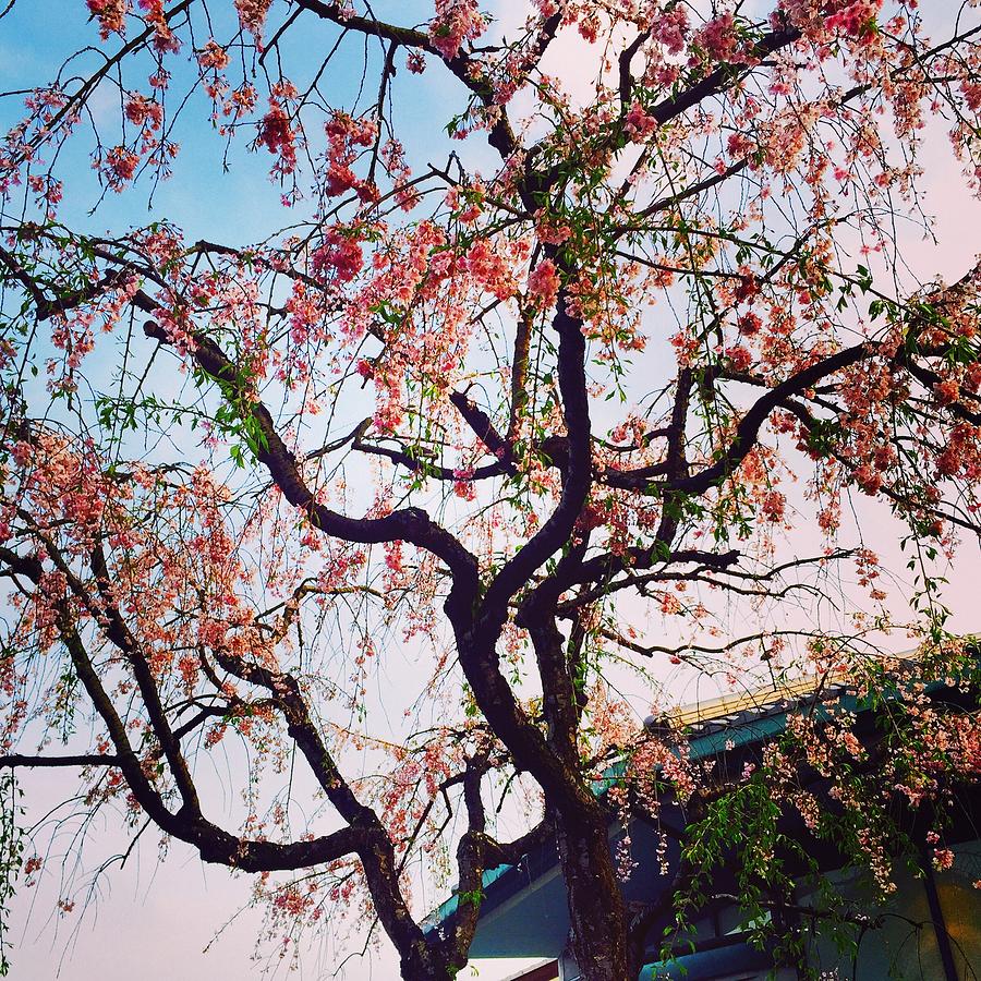 Nature Photograph - Sakura by Paru M