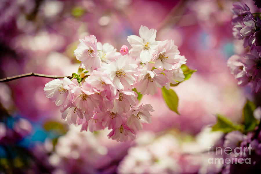 Sakura Pink Cherry Blossoms  Photograph by Raimond Klavins