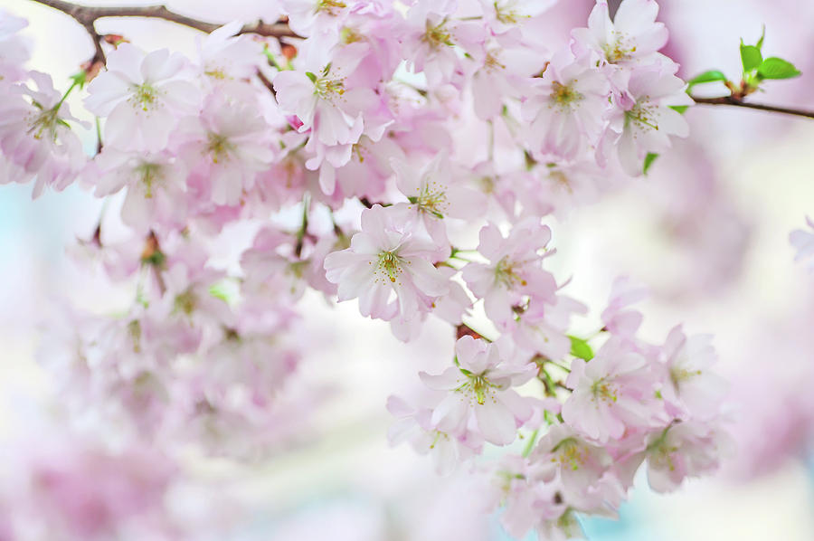 Sakura Rendez-vous. Spring Pastels Photograph by Jenny Rainbow - Fine ...