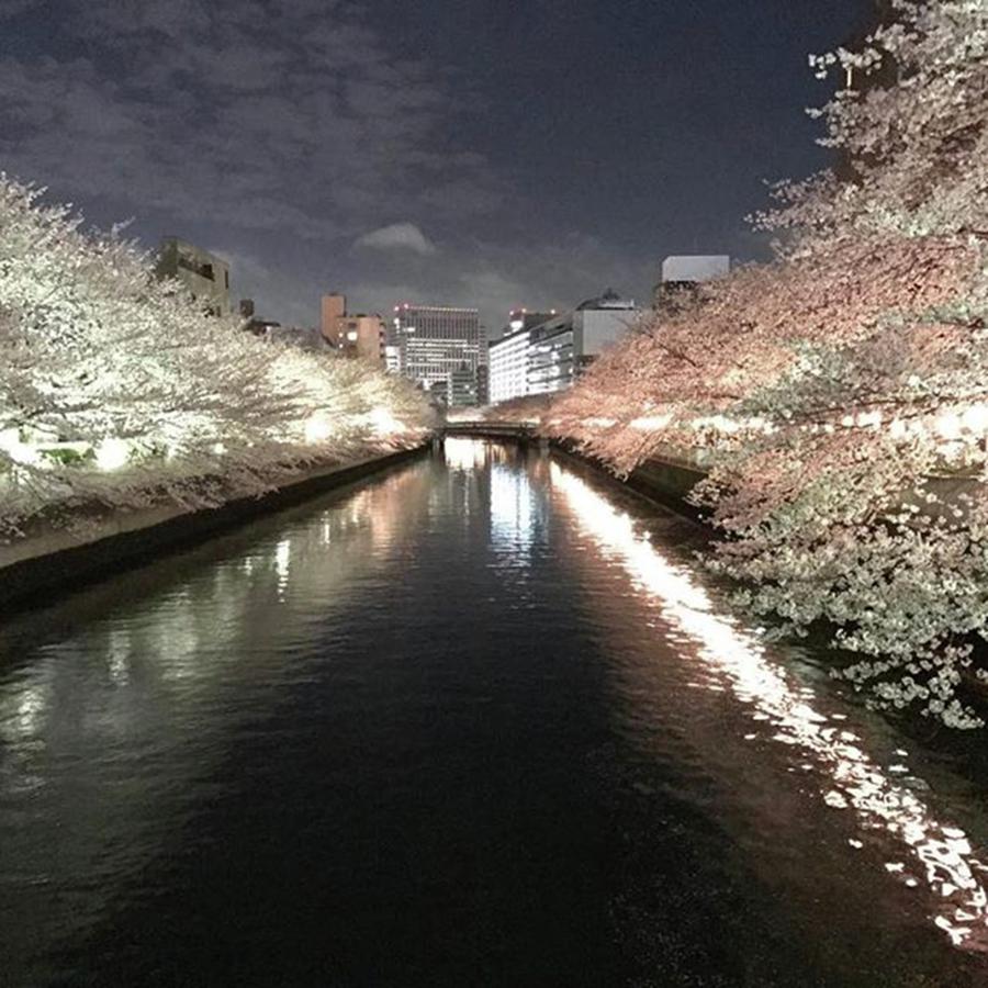 Cherryblossom Photograph - Sakura Season Is Passing By by Yoko Yano