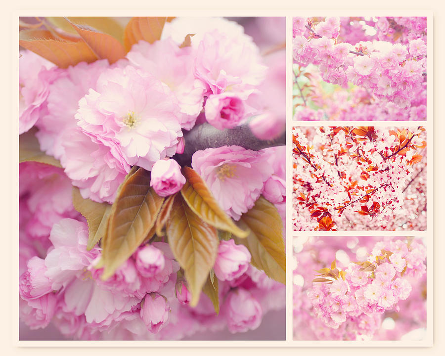 Sakura Spring Bloom Collage Photograph by Jenny Rainbow