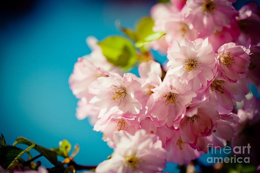 Sakura Spring Pink Cherry Blossoms  Photograph by Raimond Klavins