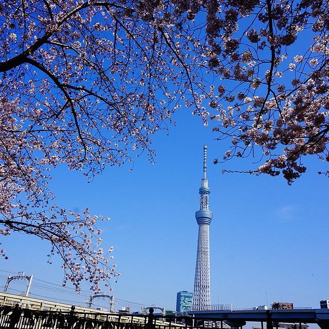 Sakura Photograph - #sakura With #skytree

#asakusa by KAORI Okimitsu