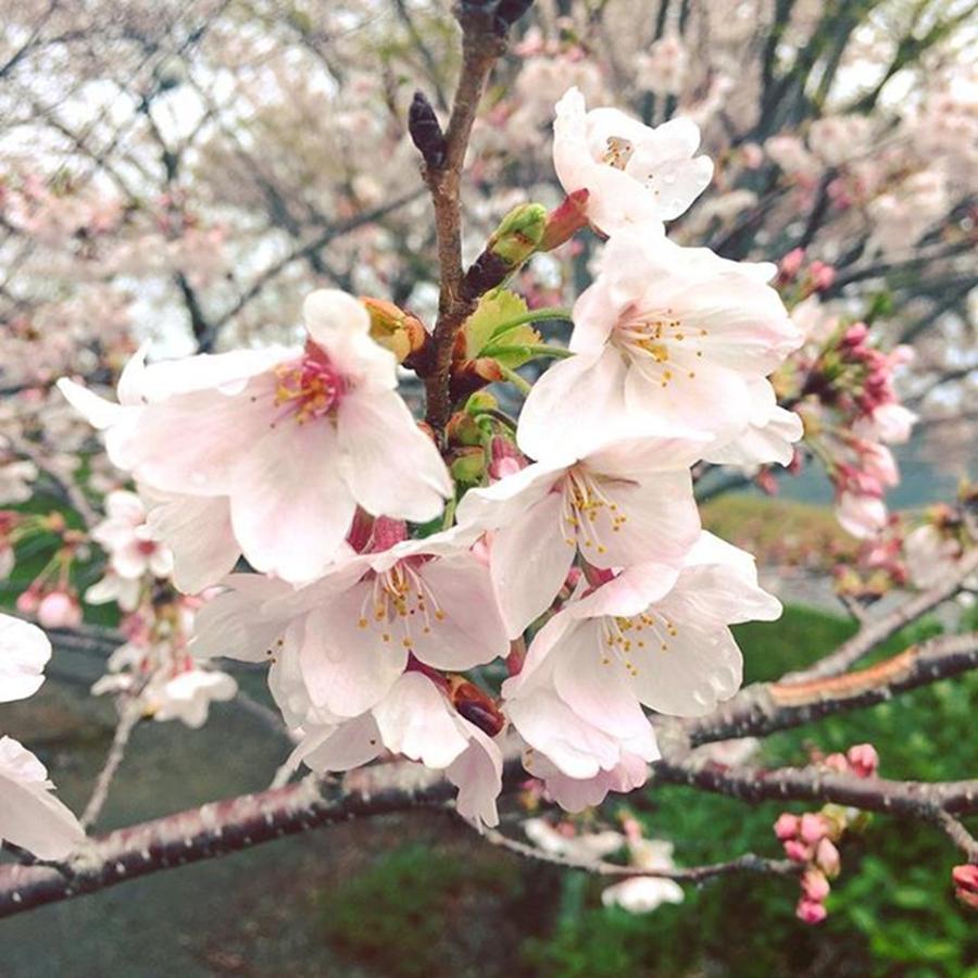 Spring Photograph - Sakura16 Photo.
#sakura by Takahisa MOTONO